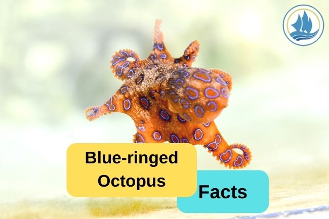 5 Blue-ringed Octopus Facts